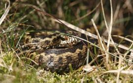 adder voor winterverblijf