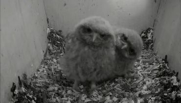 Steenuiljongen in nestkast voor camera van Beleef de Lente