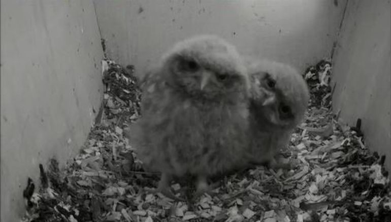 Steenuiljongen in nestkast voor camera van Beleef de Lente