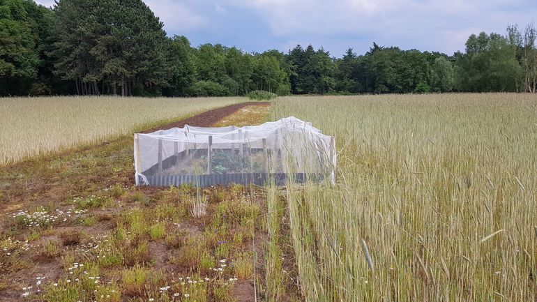 In een uitzetkooi met verschillende typen vegetatie kunnen de sprinkhanen veilig hun eitjes afzetten