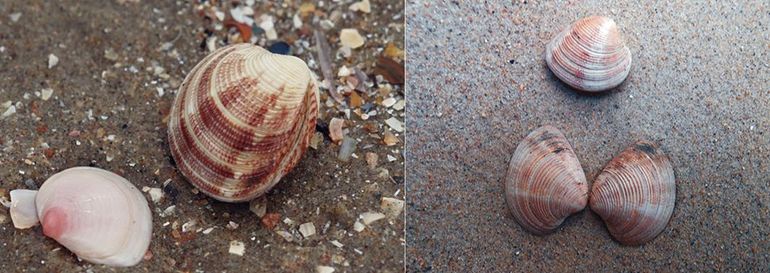 Venusschelp, levend aangespoeld (links) en als vers doublet (rechts). Waarnemingen via het Strandaanspoelsel Monitoring Project