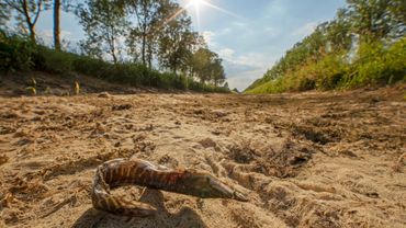 Vissen sterven ten gevolge van verdroging (Foto: Arthur de Bruin)