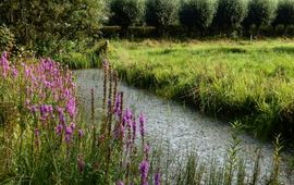 Kars Veling bloemrijke slootkant