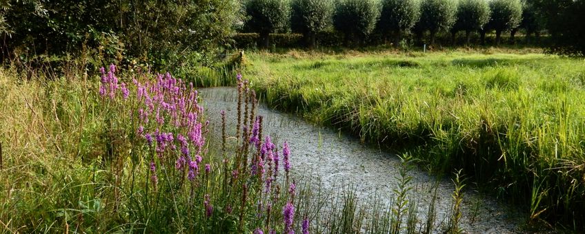 bloemrijke slootkant