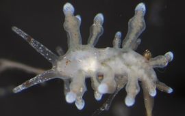 Peter H. van Bragt Noordelijke knuppelslak, In Vitro Opname