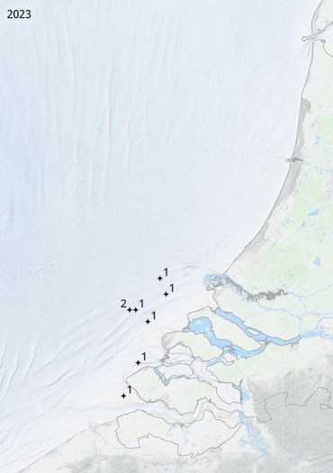 Vindplaatsen van de kokerwormkrab in 2022, 2023 en 2024 tijdens de WOT-kustsurvey. Per bemonsterde locatie is het aantal aangetroffen krabbetjes weergegeven