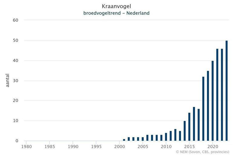 Aantalsontwikkeling van de kraanvogel. Deze grafiek is gebaseerd op het Meetnet Broedvogels (kolonies en zeldzame broedvogels). Weergegeven is het jaarlijks aantal broedparen/territoria