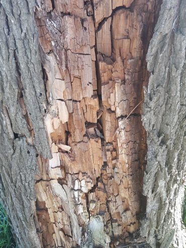 ...and brown rot
