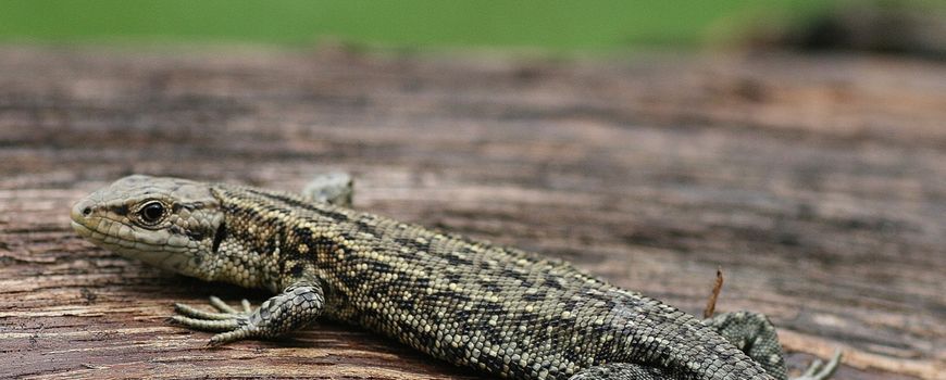 Nature Today | Nederlandse hagedissen: waar zit het