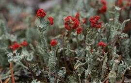 Cladonia floerkeana, Rode heidelucifer