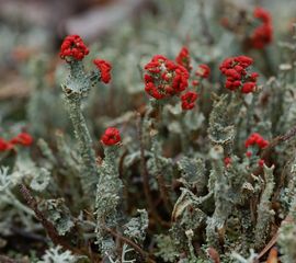 Cladonia floerkeana, Rode heidelucifer