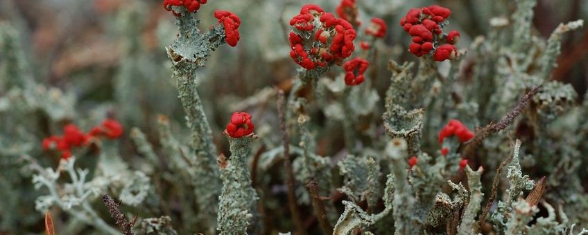 Cladonia floerkeana, Rode heidelucifer