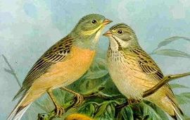 NAUMANN, NATURGESCHICHTE DER VÖGEL MITTELEUROPAS Ortolaan, wikipedia, no copyright