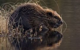 Per_Harald_Olsen bever