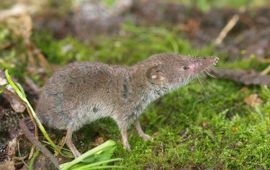 Huisspitsmuis Saxifraga