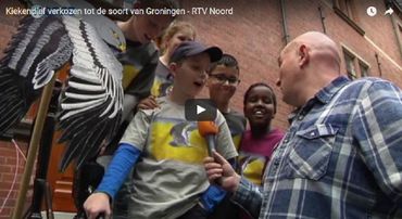 RTV Noord Nieuws: Kiekendief verkozen tot de Soort van Groningen. Klik op de afbeelding om de uitzending te bekijken