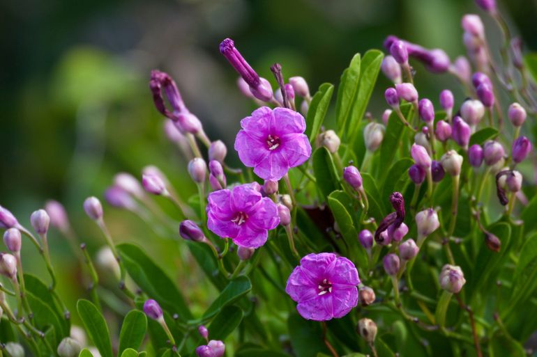 Deze prachtige roze bloemen, ook wel Statia’s ochtendglorie (Ipomoea sphenophylla) genoemd, komen alleen voor op Sint Eustatius en Anguilla