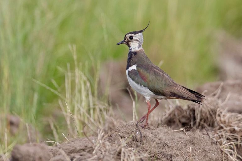 Kievit, een van de akkervogelsoorten die in Flevoland een matige afname blijft vertonen