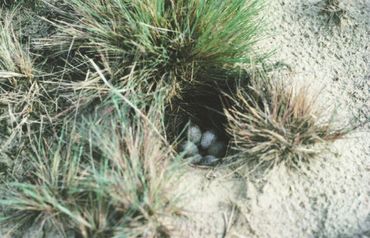 Nest van een Boomleeuwerik in het Kootwijkerzand (mei 1988). De Boomleeuwerik broedt op de grond en is mede daardoor erg gevoelig voor verstoring
