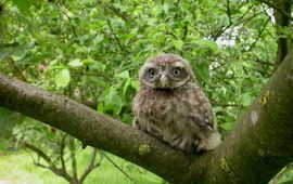 Athene noctua. Steenuil, juvenile