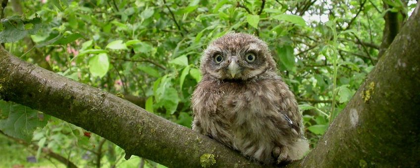 Athene noctua. Steenuil, juvenile