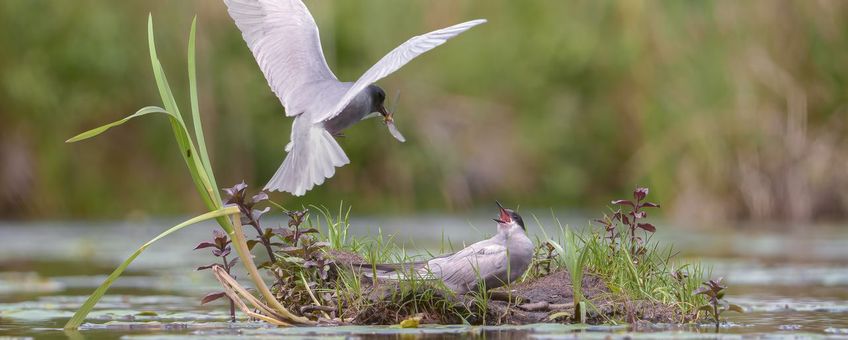 Voedertijd voor de jonge zwarte stern.