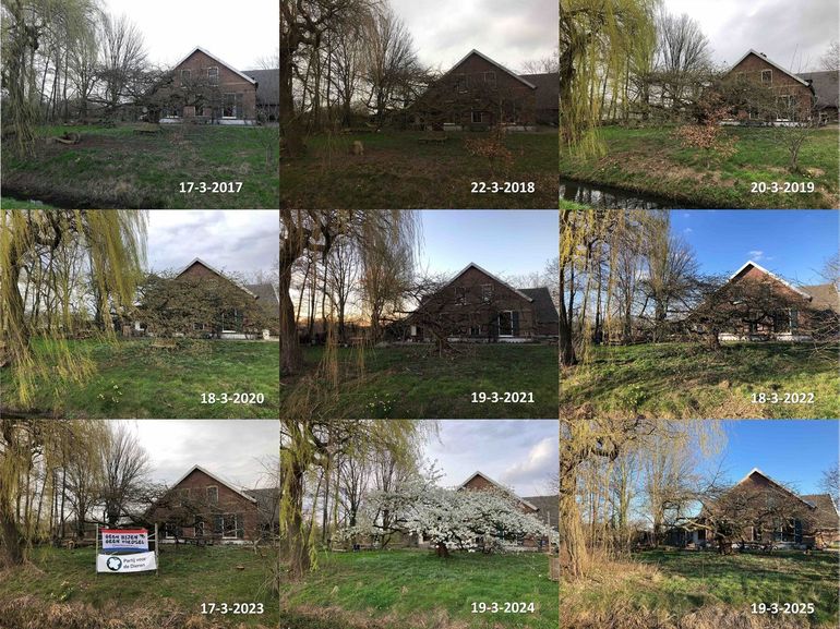 Stand van de ontwikkeling van een sierkers in Bennekom rond 20 maart in de jaren 2017 tot en met 2025