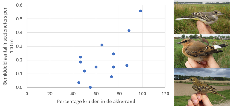 De relatie tussen het percentage kruiden en het gemiddeld aantal insecteneters per honderd meter in akkerranden. Rechts van boven naar beneden: gele kwikstaart, tapuit en graspieper (allemaal insecteneters)