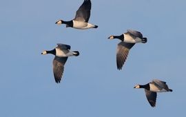 J.Schwiebbe Waarneming.nl Brandganzen