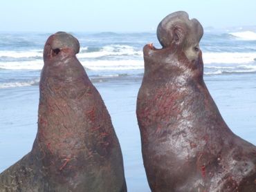 Two northern elephant seal males scuffling on the beach in San Mateo, California