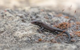 Jelger Herder juveniele levendbarende hagedis (13-6-2020)