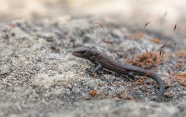 juveniele levendbarende hagedis  (13-6-2020)