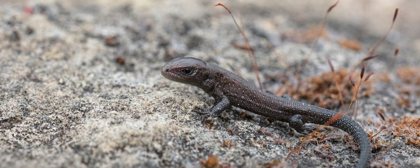 juveniele levendbarende hagedis  (13-6-2020)