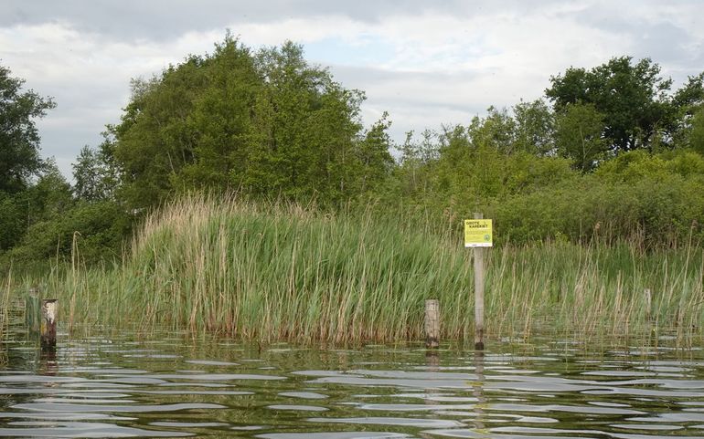 Beschermde rietkraag met informatiebord over het grote karekietenproject in de Loosdrechtse Plassen