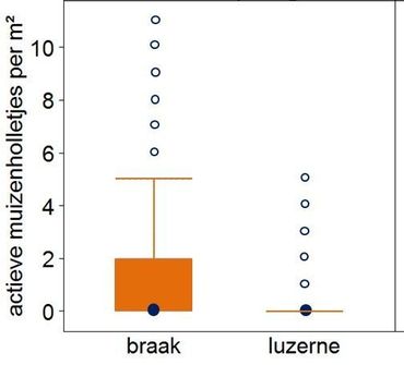 Verdeling van aantal muizenholletjes geteld in stroken natuurbraak en in naastgelegen stroken luzerne. 75 procent van data ligt binnen het vierkant 