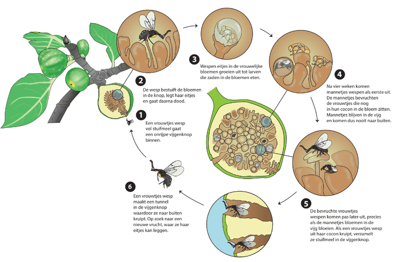 De levensloop van de vijgenwesp