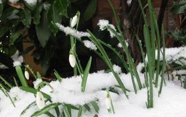 Sneeuwklokje. Fotograaf: Iris Wijngaarden, GNU-licentie