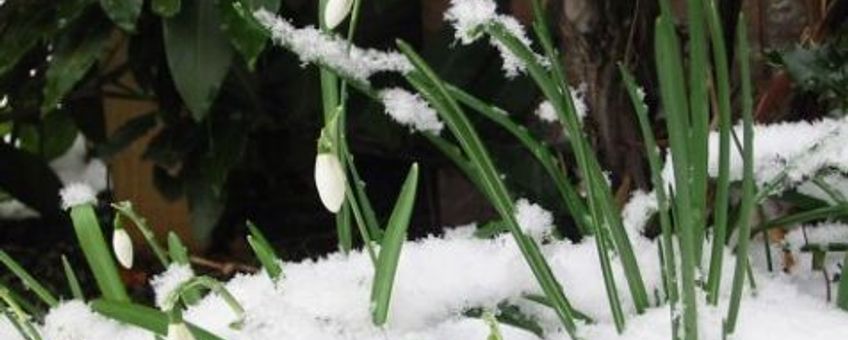 Sneeuwklokje. Fotograaf: Iris Wijngaarden, GNU-licentie