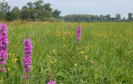 bloemrijk grasland - primair