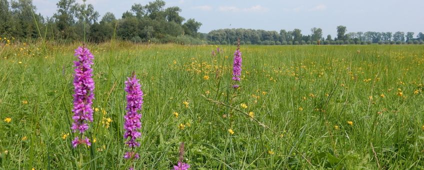 bloemrijk grasland - primair