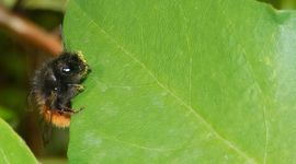 Gehoornde metselbij - primair