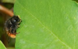 Gehoornde metselbij - primair