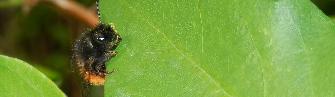 Gehoornde metselbij - primair