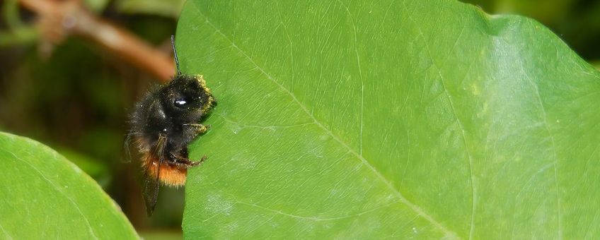 Gehoornde metselbij - primair