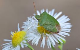 Saxifraga Tom Heijnen Groene schildwants