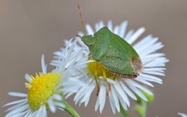 Groene schildwants