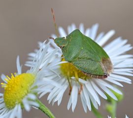 Groene schildwants