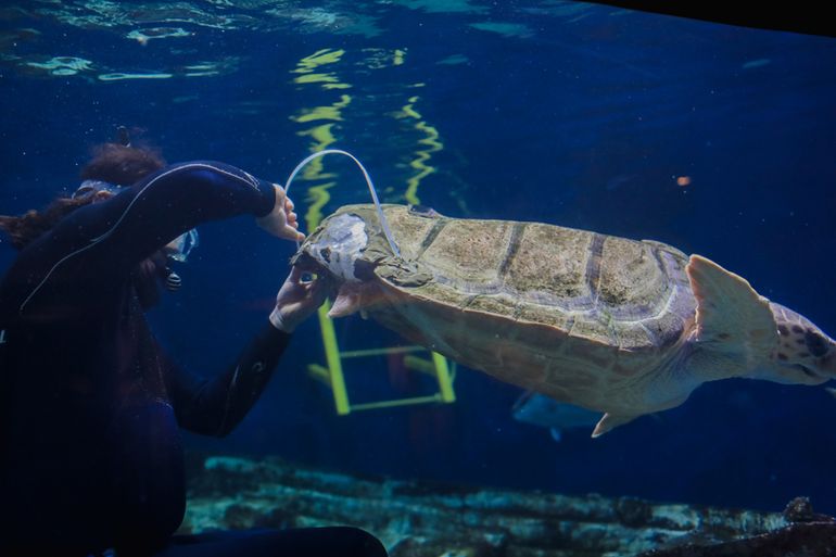 Birch Aquarium's loggerhead sea turtle is fitted with a 3-D Printed brace for her shell