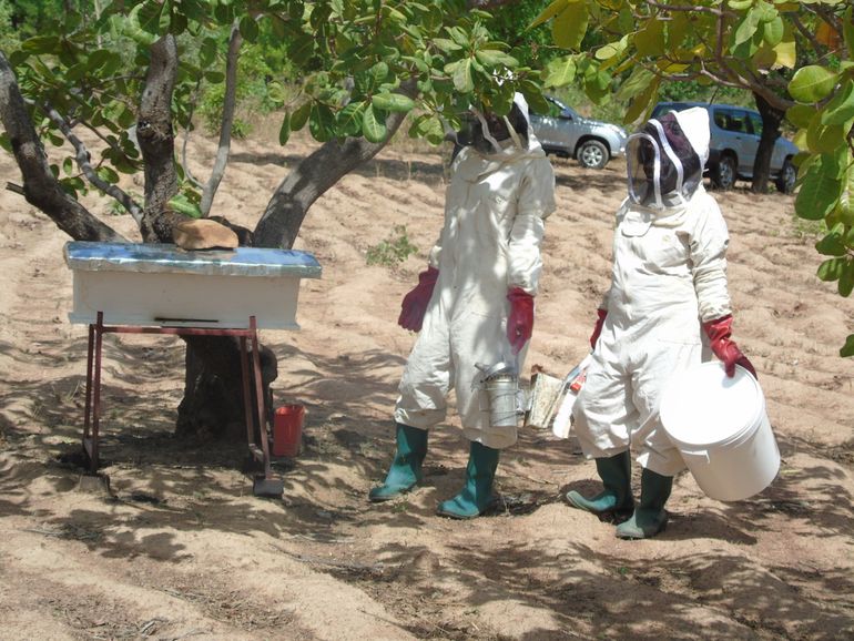 Bijenkasten Birds, Bees & Business in Burkina Faso