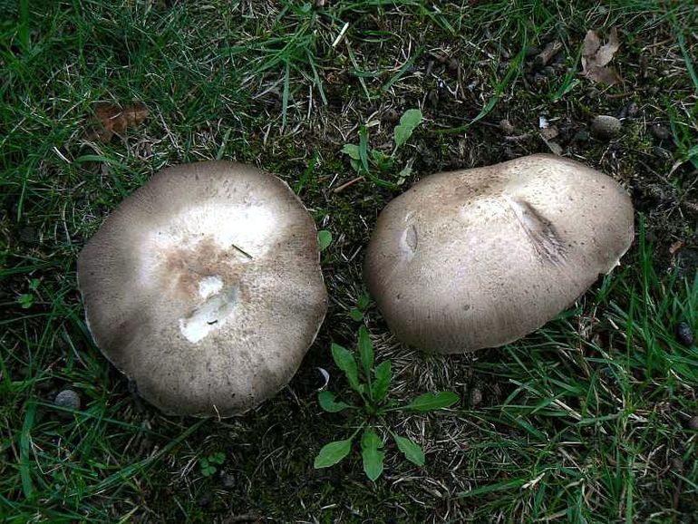 Kwelderchampignon